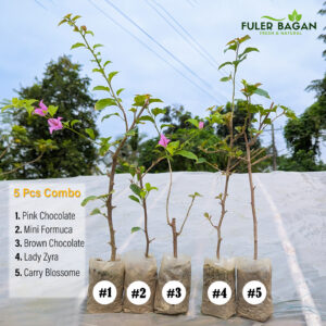 ৫ টি চারার কম্ব